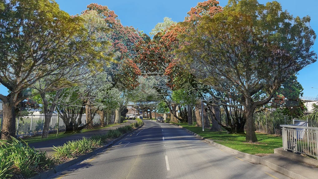 Long-term plan established for Somerset Road trees (1)