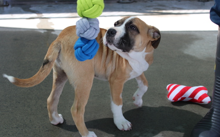 Racka (ADOPTED) tile image