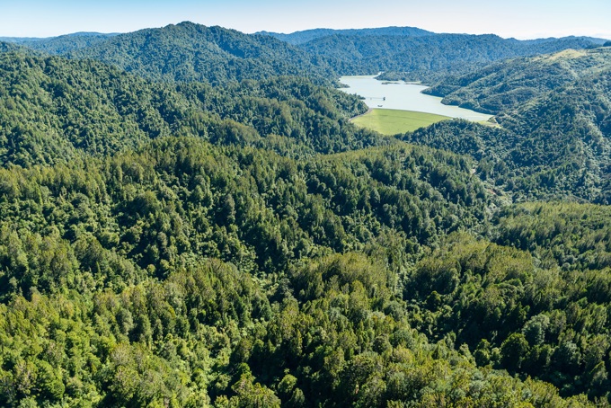 Hunua Kauri report