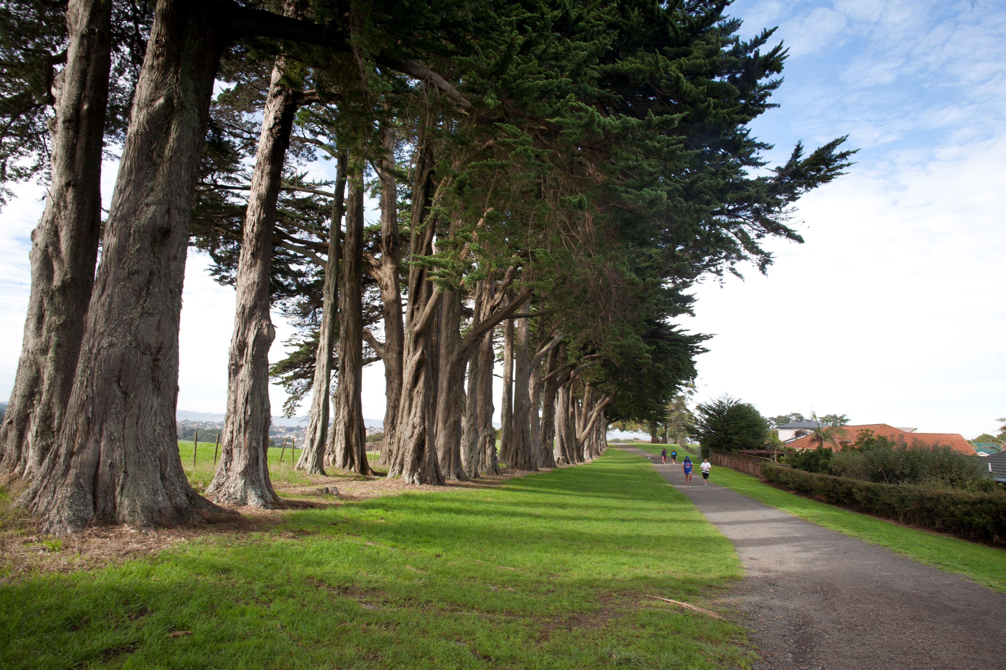 Avenue of totara trees in Totara Park, Manurewa