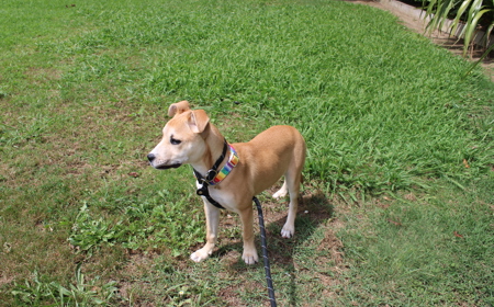 Thai (ADOPTED) tile image