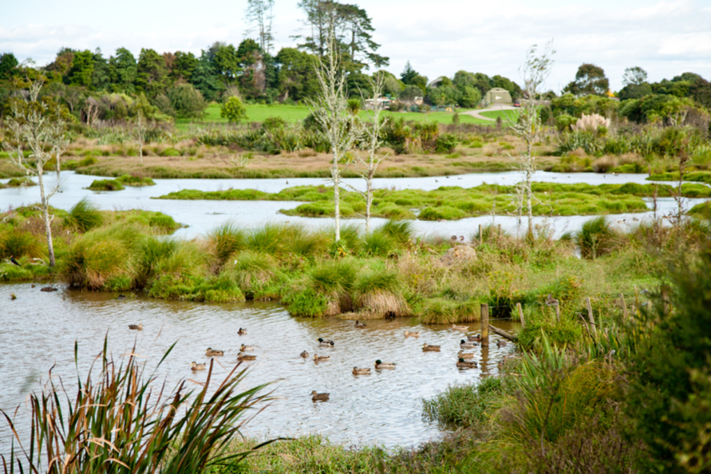 Spotlight on our neighbourhoods – Ōrākei 07