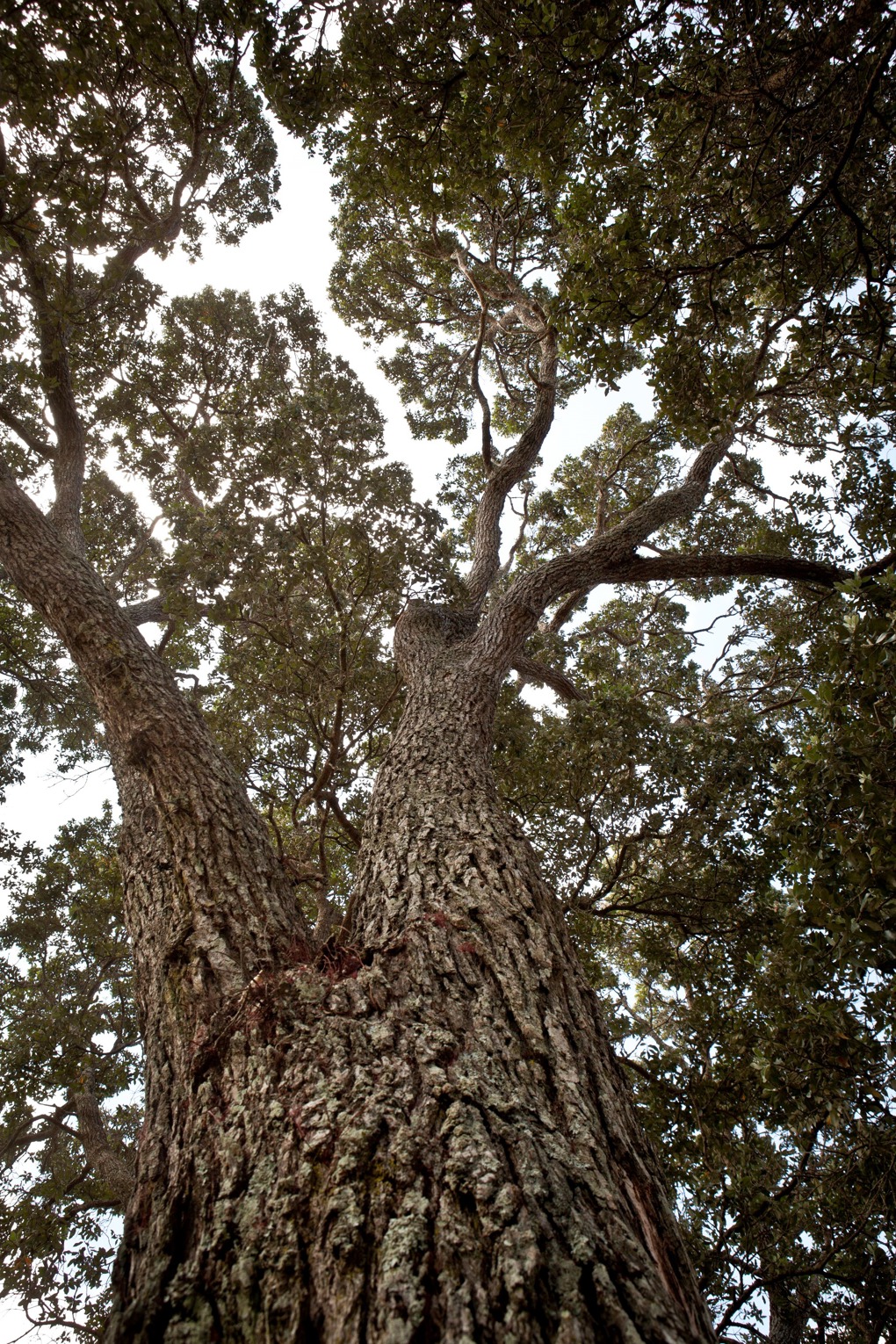 Check before you chop trees advice still rules