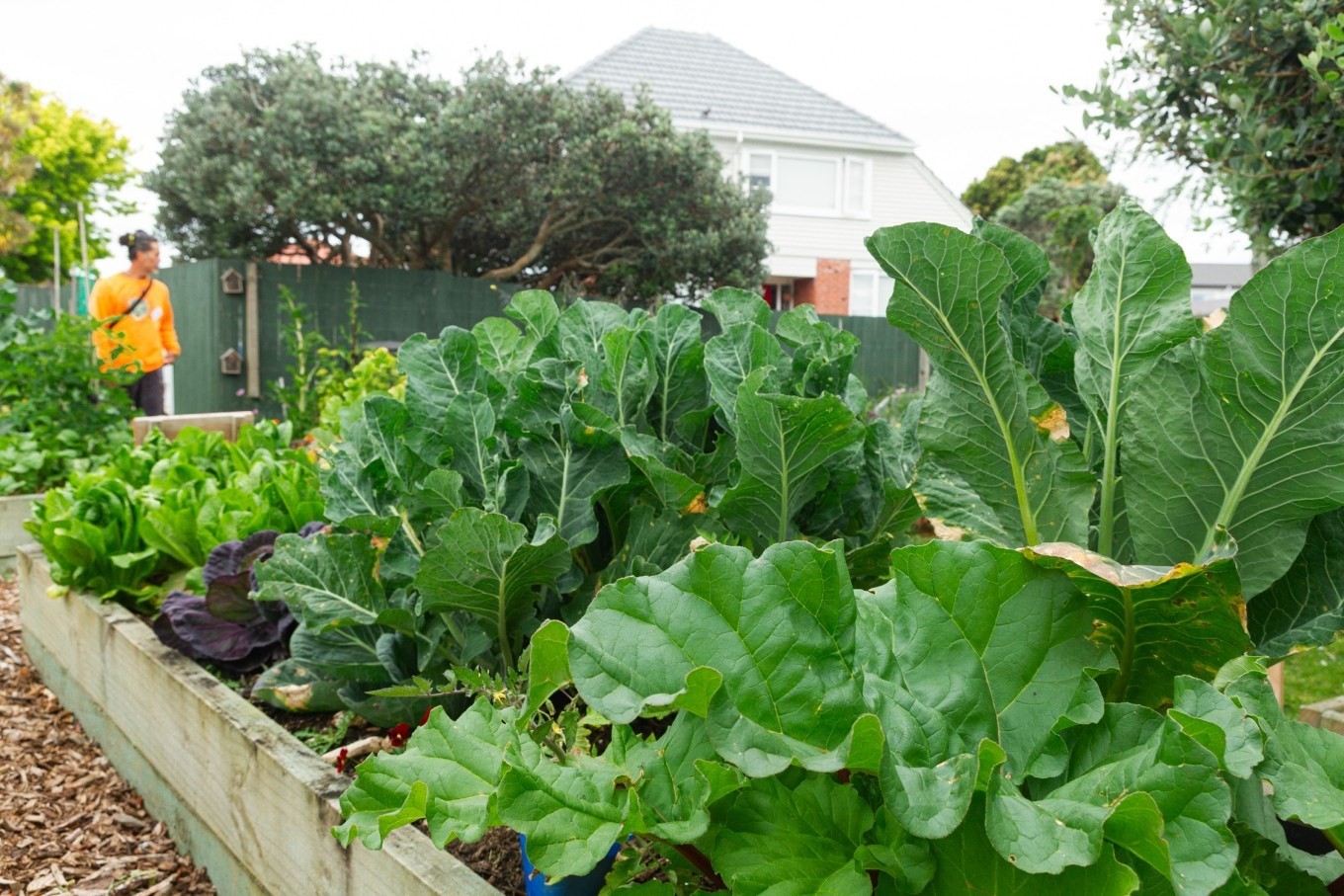 A garden full of lettuce. 