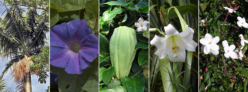 pest plants