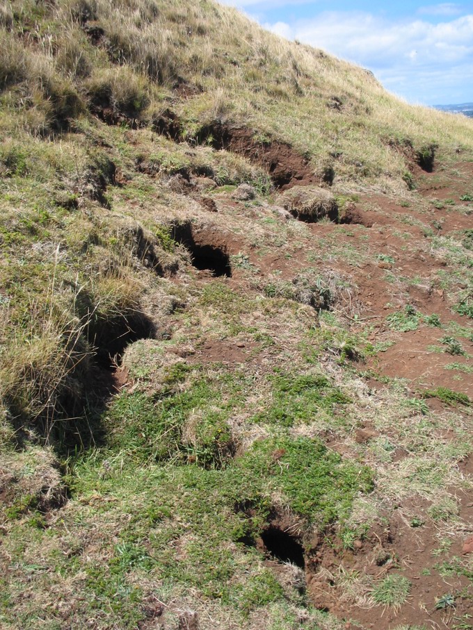 Oma rāpeti! Protecting our maunga from pests_3