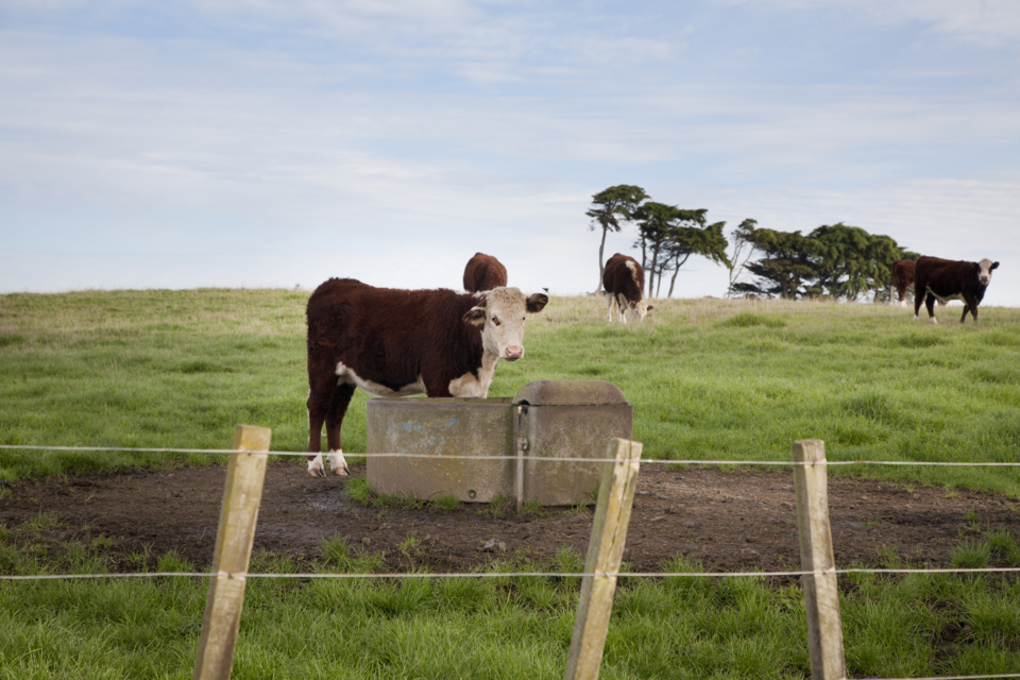 Totara Park
