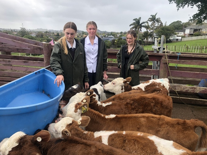 City kids farming with view of Auckland's Sky Tower