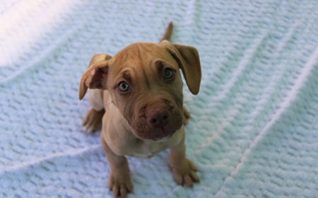 Yarrow (ON HOLD) tile image