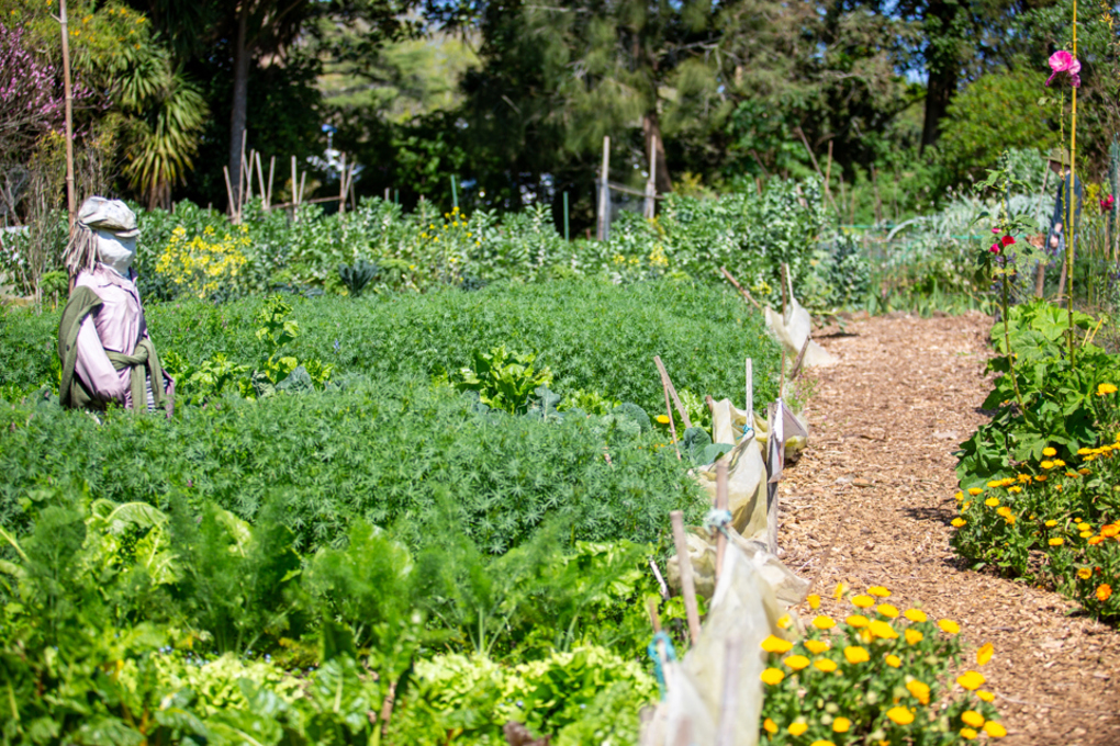 Albert Eden Sustainable Garden Trail 2023 12