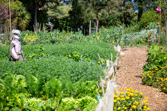 Albert Eden Sustainable Garden Trail 2023 12