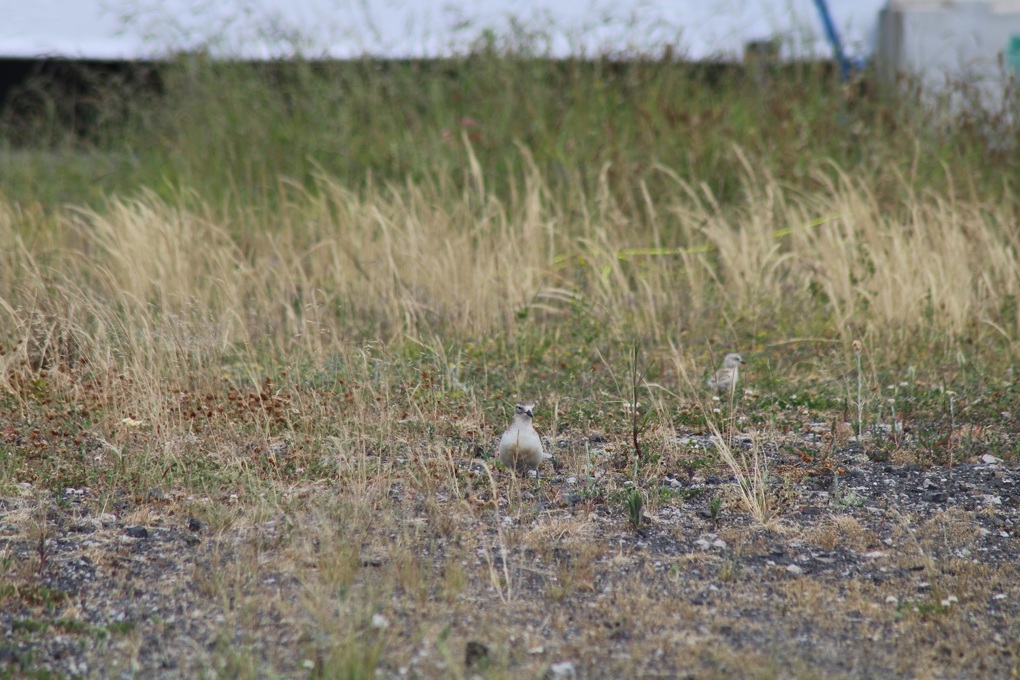 Urban dotterels 2