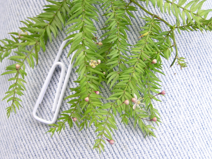 Join the war on weeds: climbing asparagus