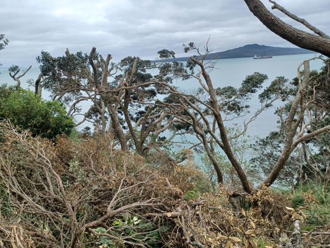 Trimmed pōhutukawa in Seacliffe Road giving view of Rangitoto
