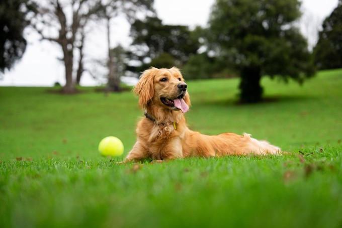 Pet Ownership image 6