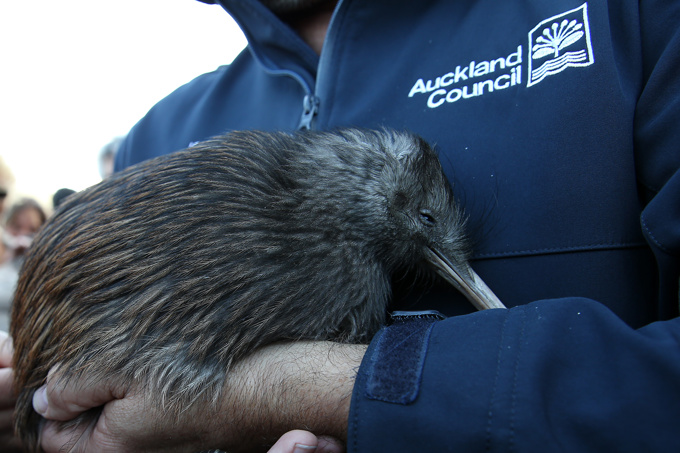 Hunua kiwi population suffers setback