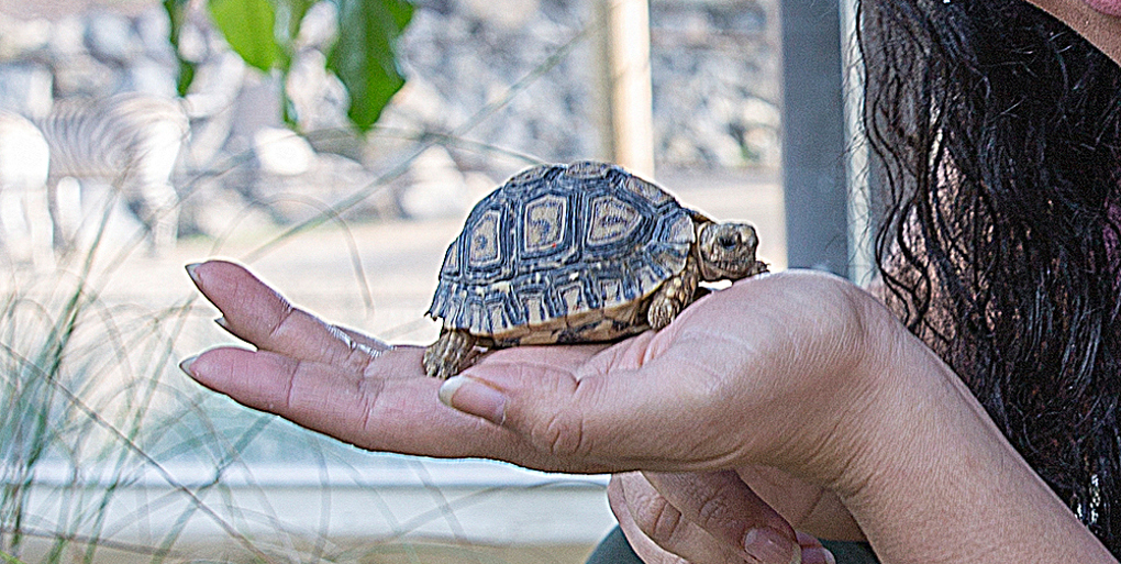 Escape of the baby leopard tortoises 3