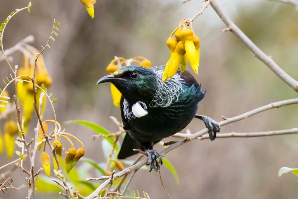 Backyard birdsong did you know? tui