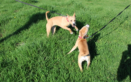 Thai (ADOPTED) tile image