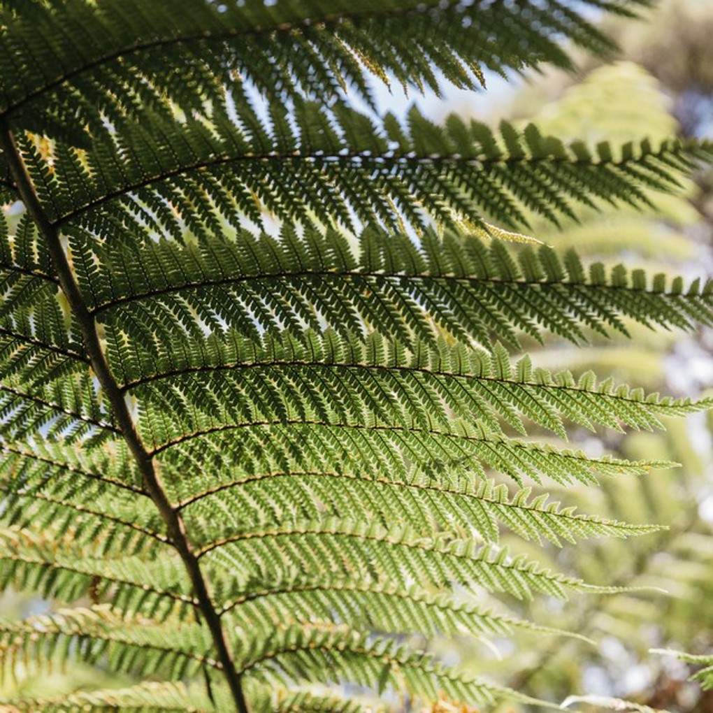 Fern