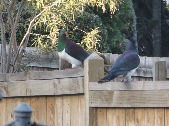 Creating safe habitats for native wildlife.jpg