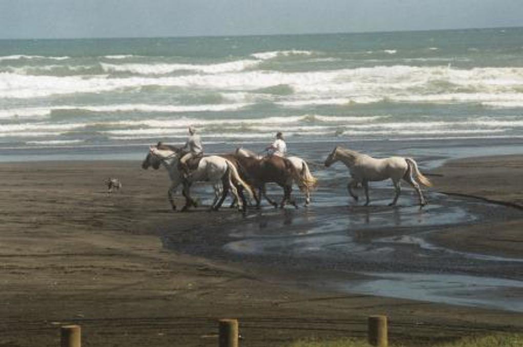 Karioitahi Beachcompressed.jpg