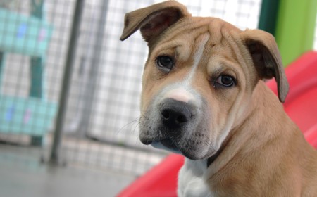 Suffolk (ON HOLD) tile image