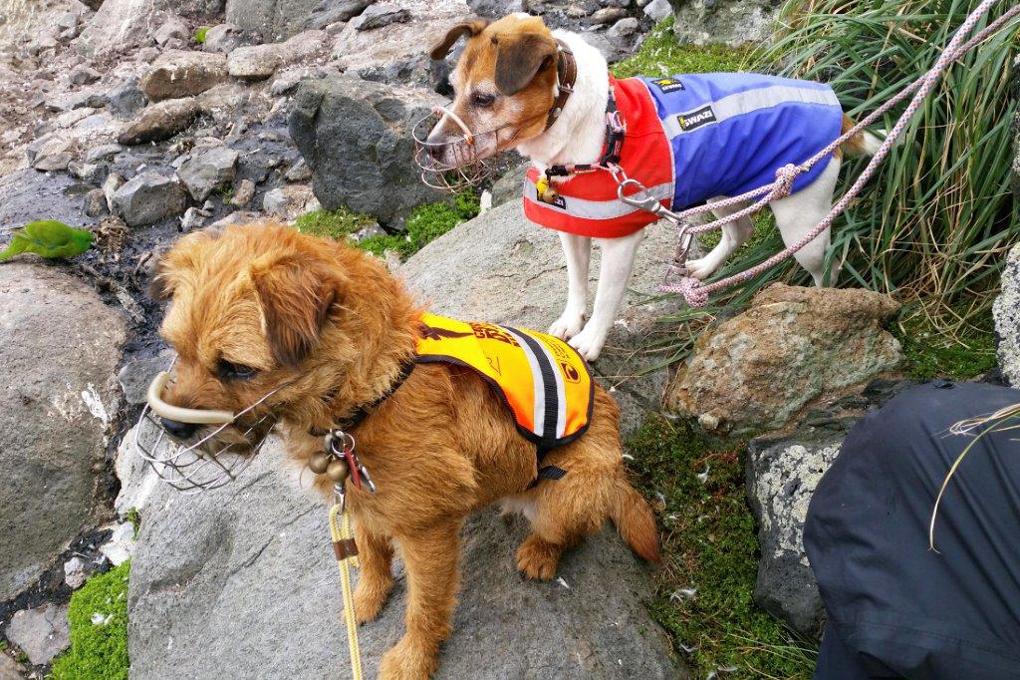 Sniffing out mice in the Antipodes Islands