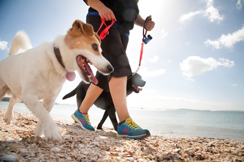 dogs on beach