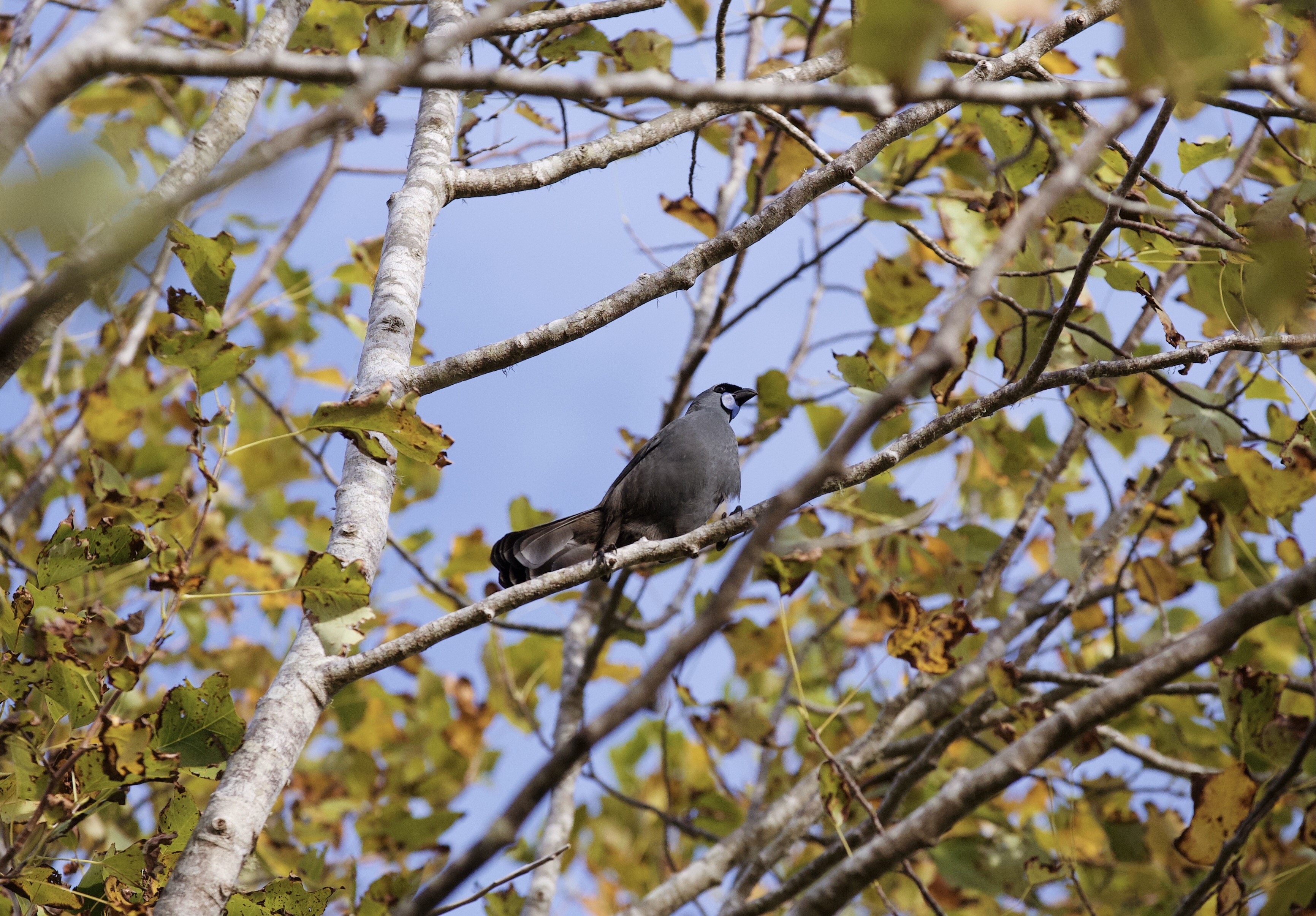 Kōkako high in the canopy of the Hunua Ranges