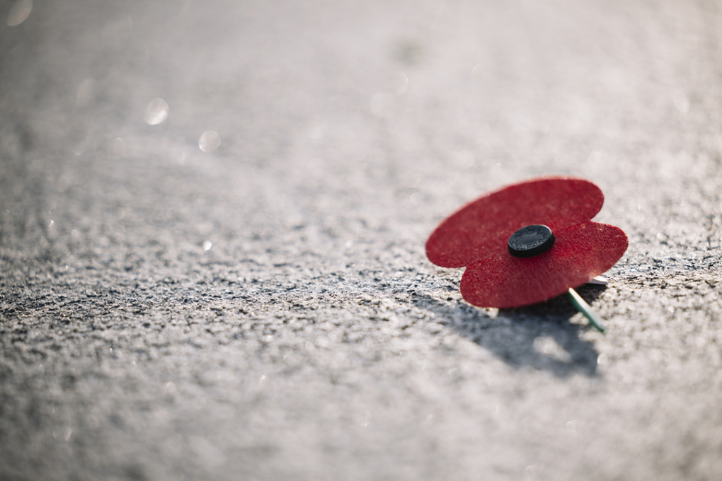Anzac Poppy
