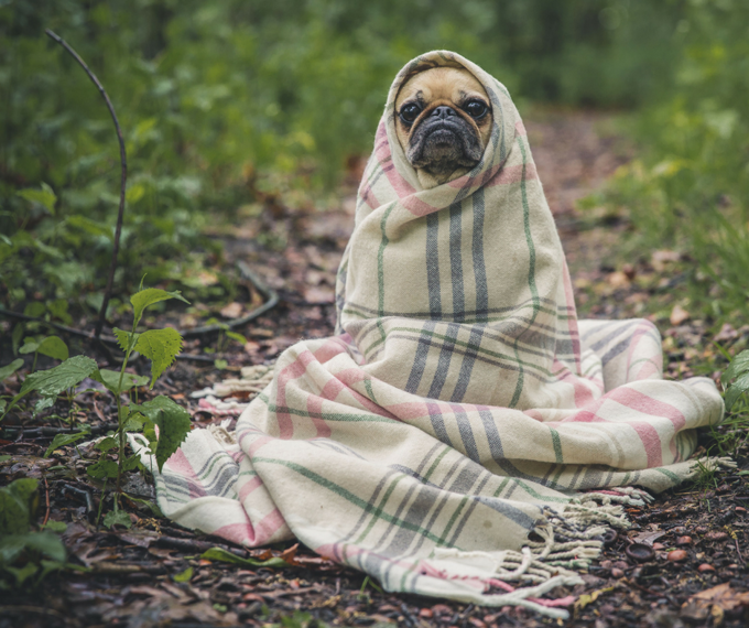 Top tips for happy winter dogs 1