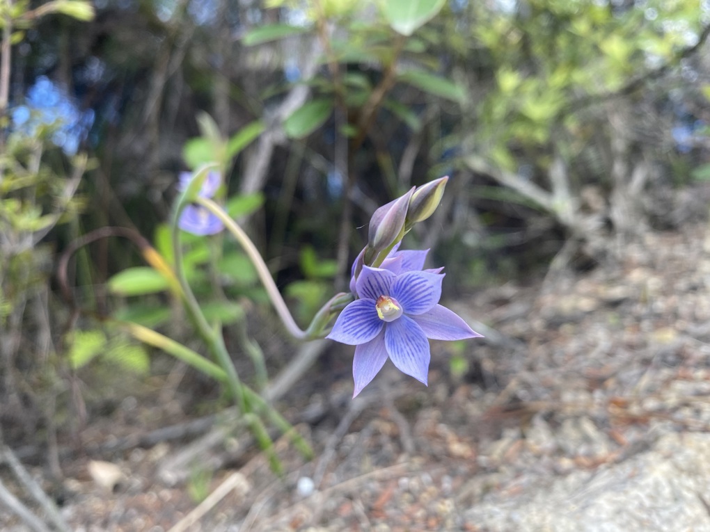 Waikumete orchids