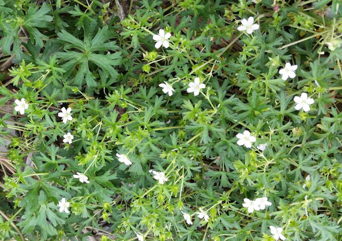 Potential new native flower species blooms from Waterview Connection