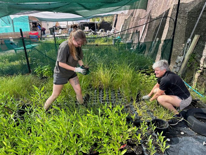 Restoring Takarunga Hauraki Volunteers 1360