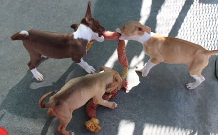 Boogie (ON HOLD) tile image