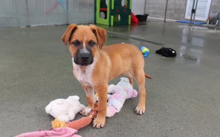 Psyduck (ADOPTED) tile image