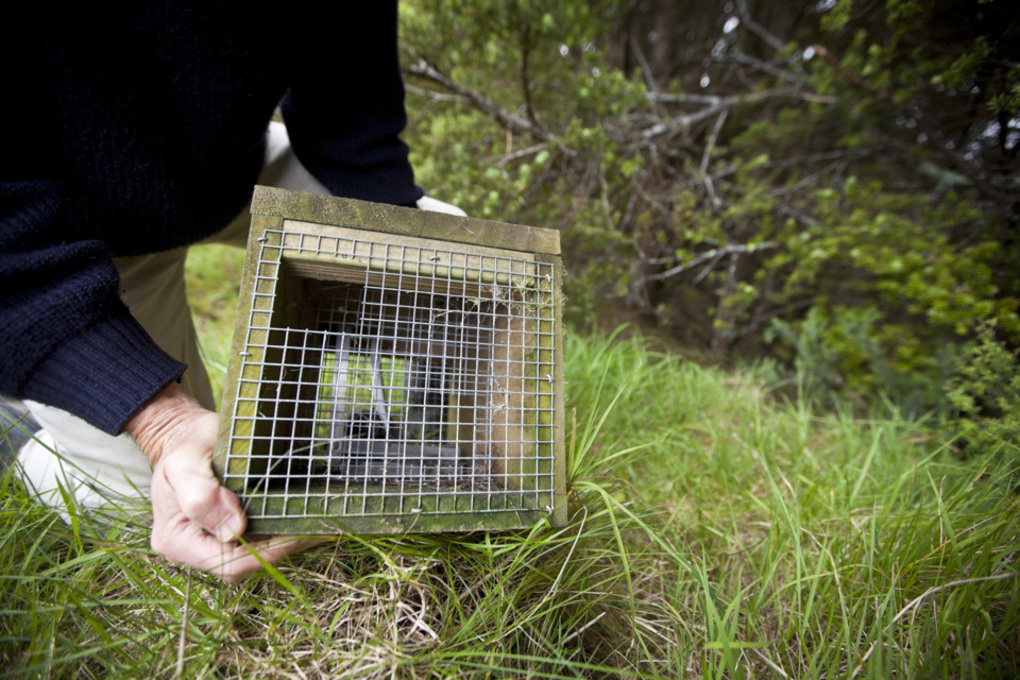 Community group protecting native wildlife in Mt. Albert