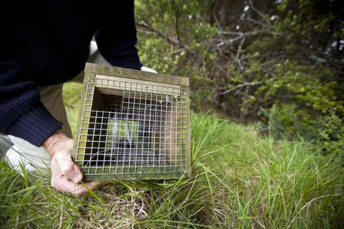 Community group protecting native wildlife in Mt. Albert