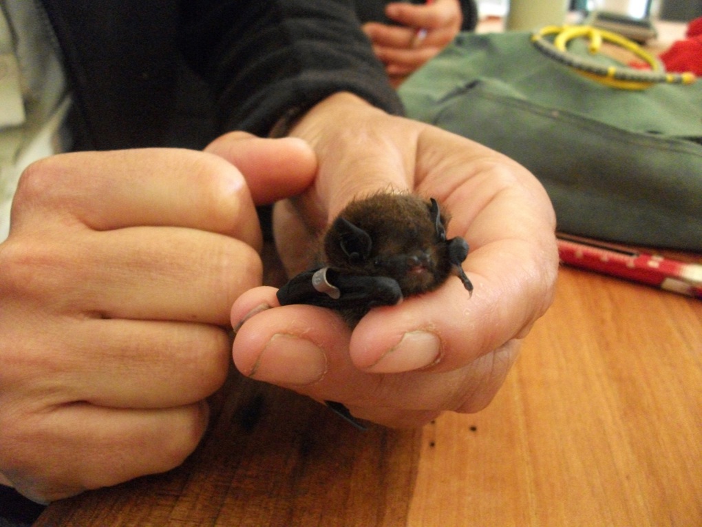 Bats