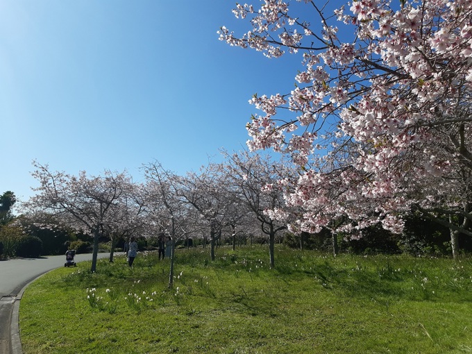 Auckland Botanic Gardens blossoming with ideas for families