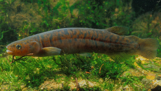 Mudfish