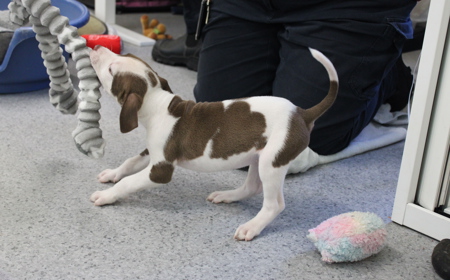 Salsa (ON HOLD) tile image