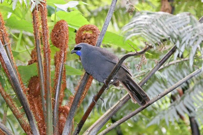 Get to know your local wildlife for World Wildlife Day - Kōkako
