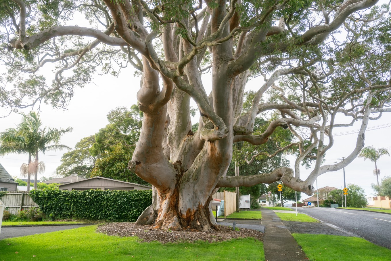 Large tree in suburban neighbourhood. 