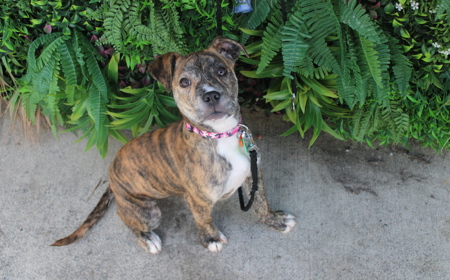 Dutchess tile image