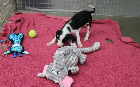 Juniper (ADOPTED) tile image