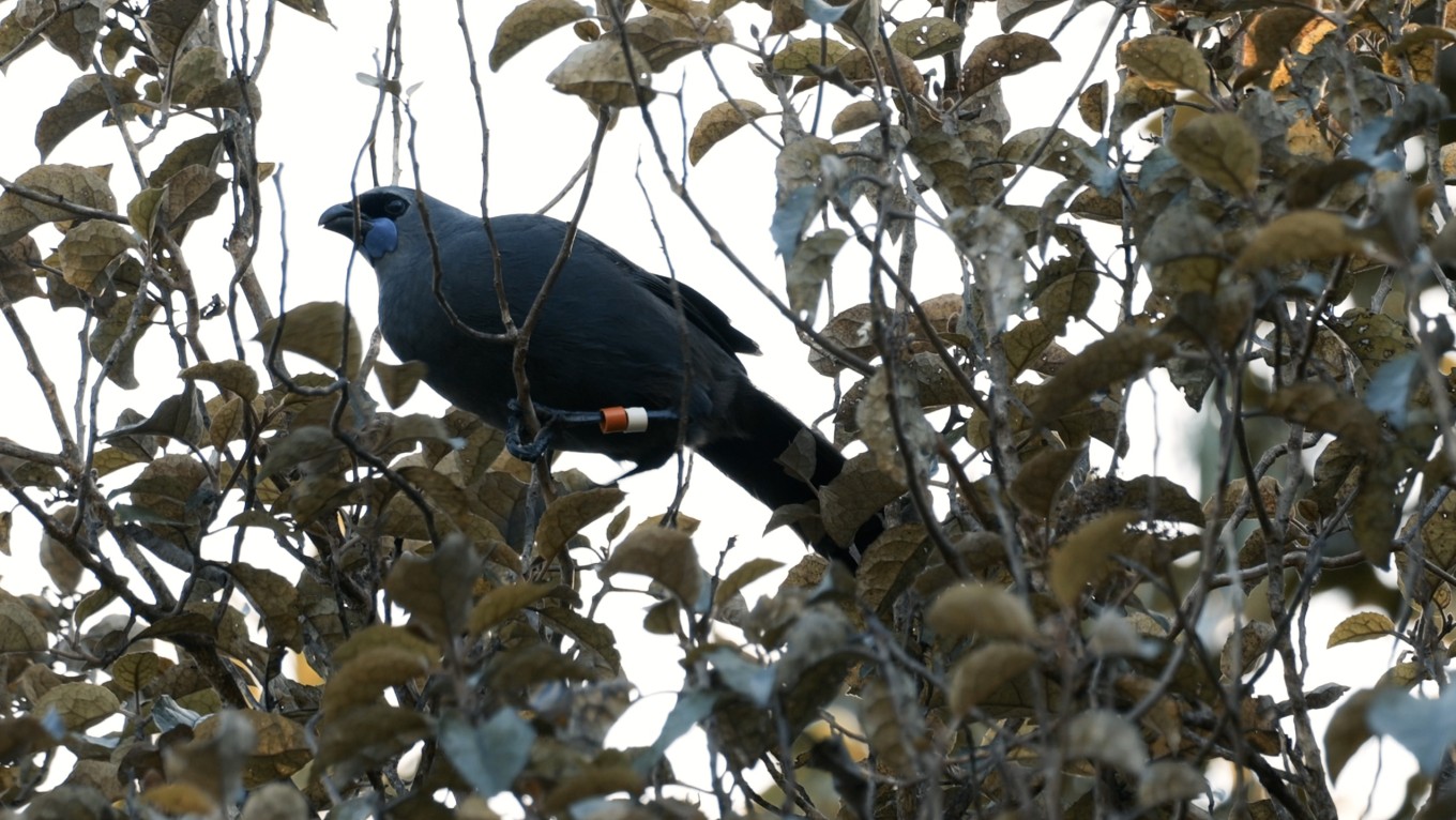  Kōkako perched in forest canopy in Te Ngāherehere o Kohukohunui / Hūnua Ranges.