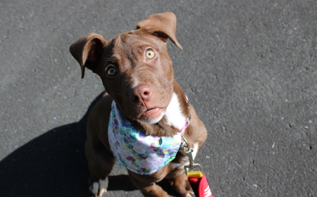 Bramble tile image