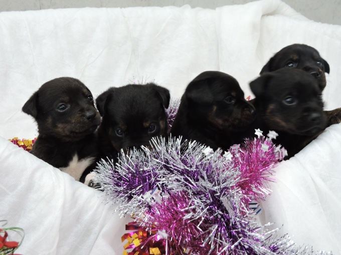 Dog adoption profiles - Christmas thank you